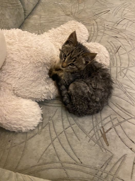 Котенок бесплатно