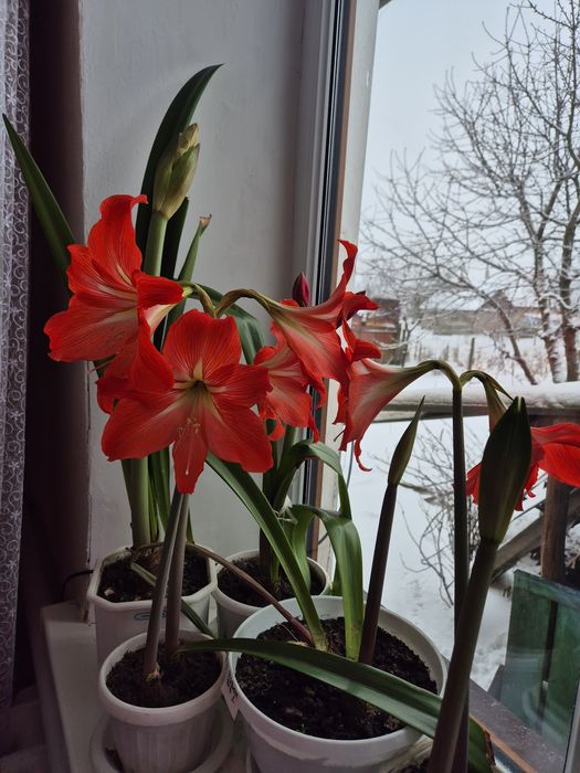 Продам Амариліси,амарилис