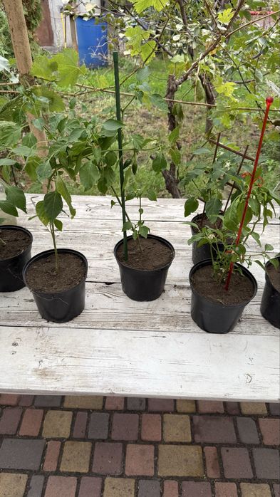 Перец декоративный