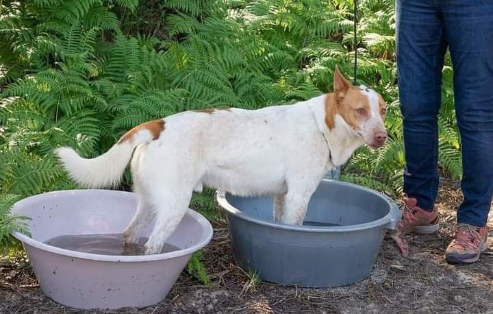 Leslie- cachorro de porte médio para adoção