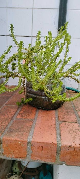 Suculenta Crassula muscosa