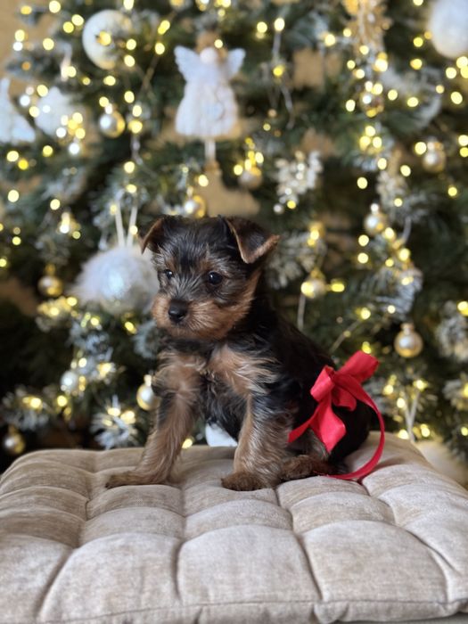 Маленька дівчинка Йорк