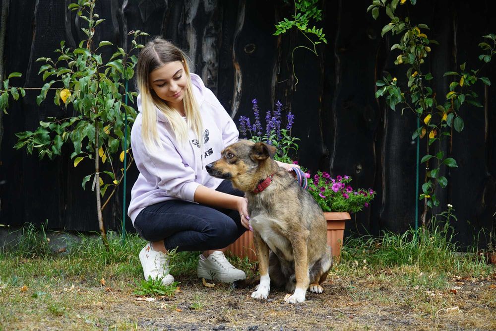 Szczerbi - niewielki pies szuka domu