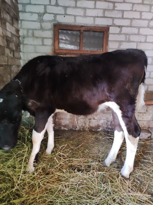 Продам теля( телка)