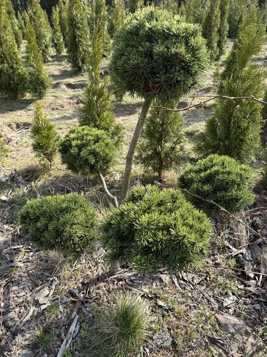 Sosna szczepiona bonsai piekna