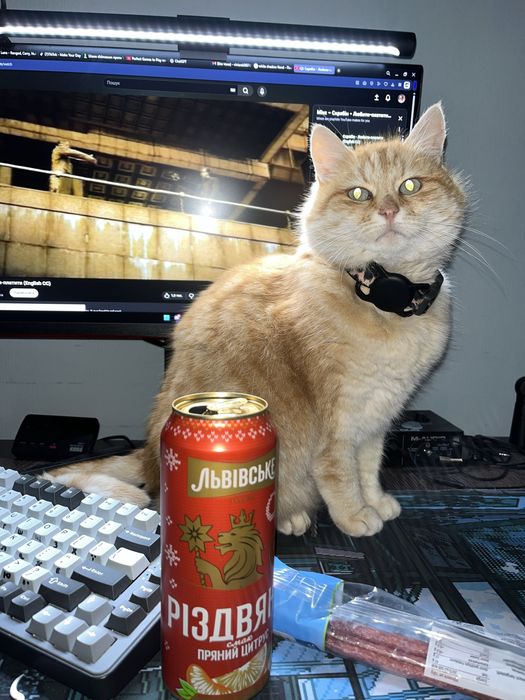 кішка Мілка подивіться яка гарна