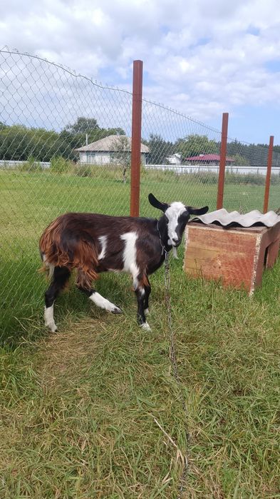 Молодая козочка коза