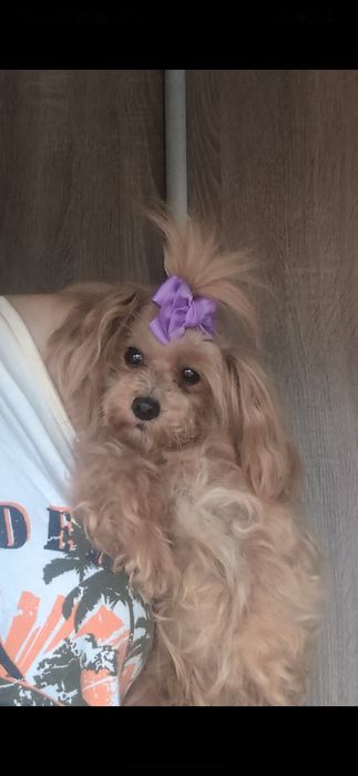 Мальтипу мини взрослая стерильная