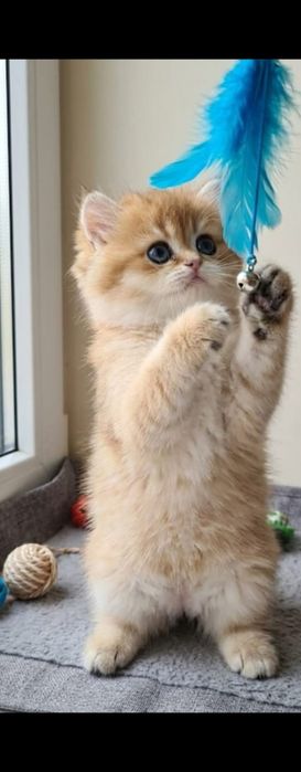 Gatinho Brittich golden
