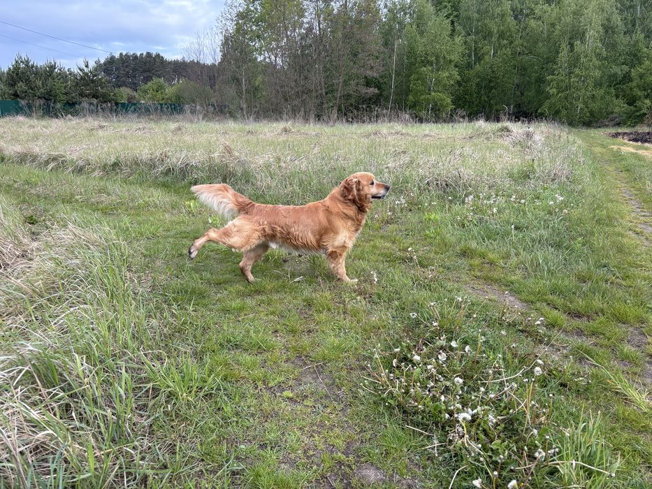 Золотистий Ретривер для вязки