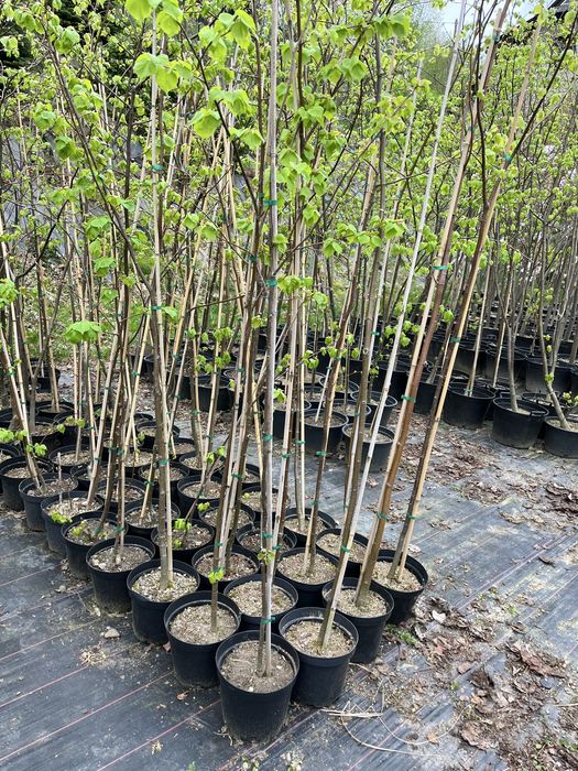 Lipa szerokolistna moltkego