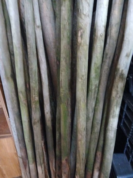 Aproveite 40  Paus tratados entre  1/80 a 2/0de altura