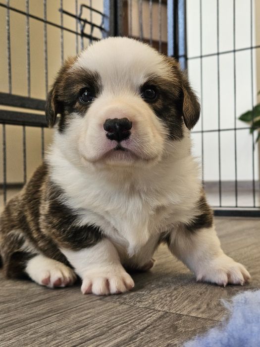 Welsh Corgi Cardigan piesek FCI