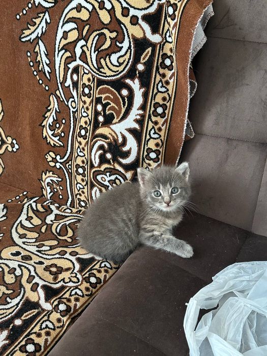 Кішечка у добрі руки