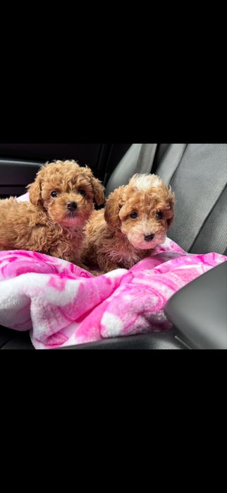 Мальтипу мальтіпу