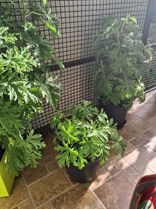 Kwiaty geranium anginka