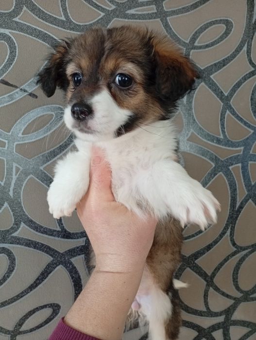 Щенок Чихуахуа и Джек Рассел терьера