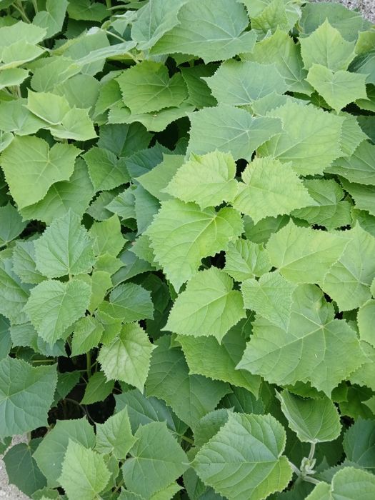 Paulownia Elongata e SHAN TONG