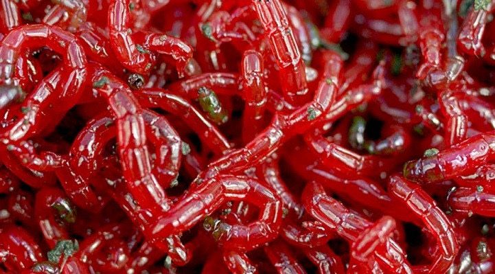 Мотиль насадочний