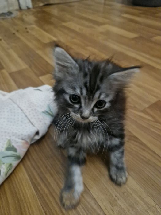 3 тигрицы  ищут хозяев