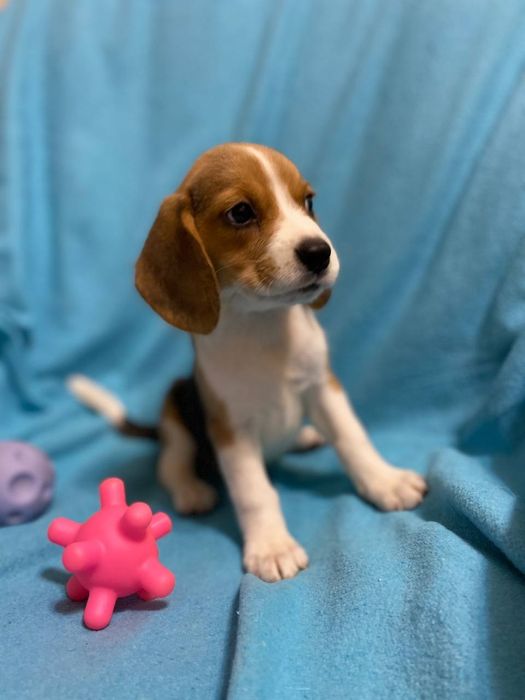 Цуценята породи бігль хлопчики та дівчатка