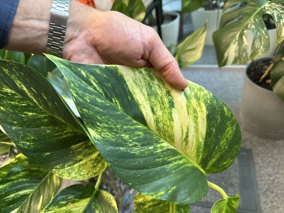 Epipremnum marble queen variegata nawet 25 cm liść