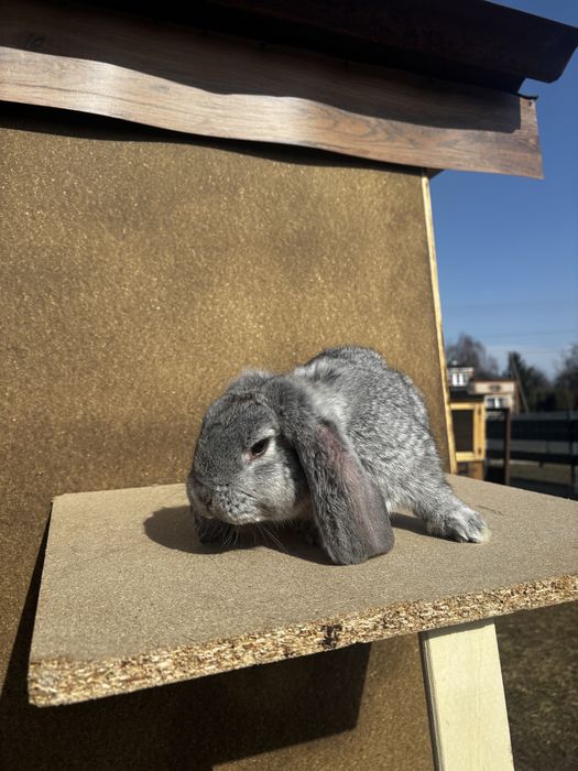 Baran francuski samczyk szary