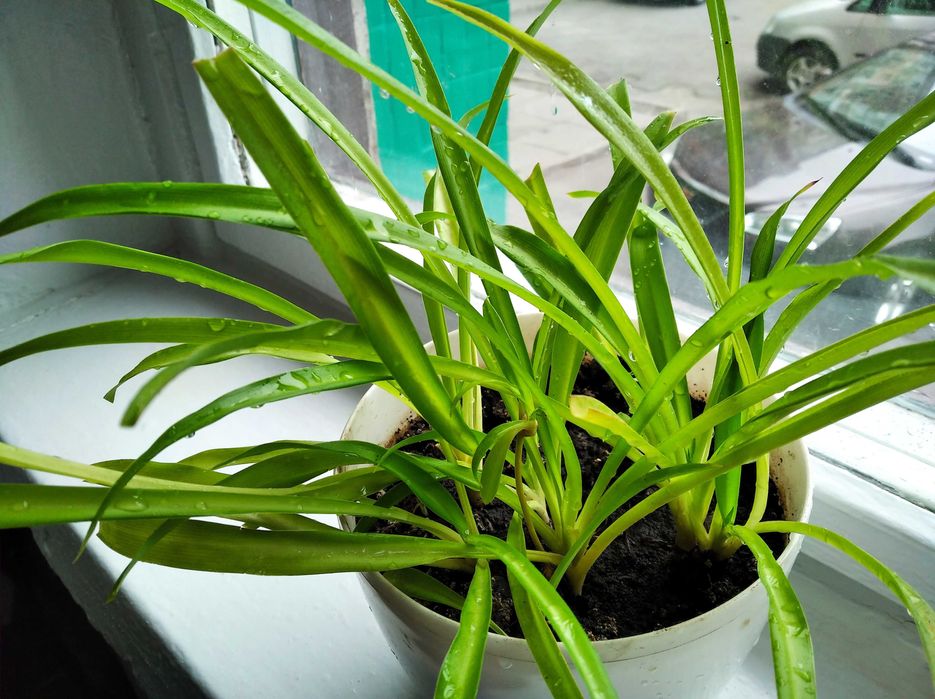 Хлорофітум та каланхое (підлітки)