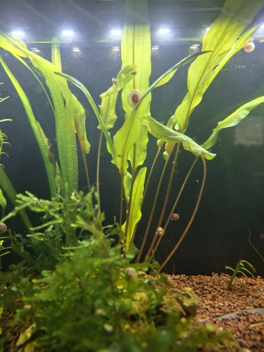 Dou Caracois planorbis