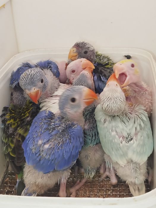 Ring necks bebés