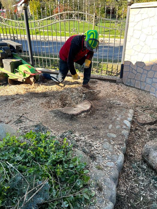 Usuwanie pniaków, frezowanie pni drzew Piotrków Trybunalski