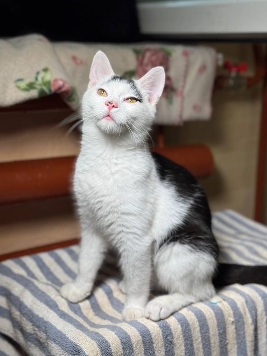 Кошенята в надійні руки