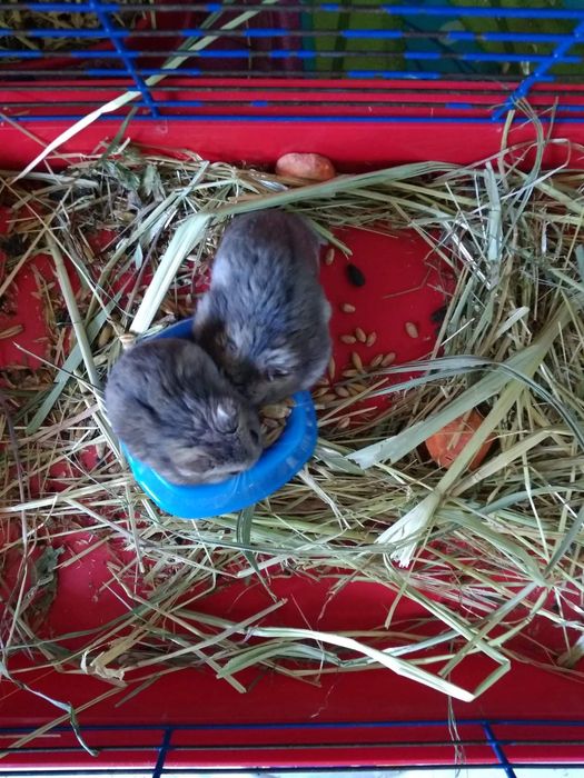 Хомячки Кременчуг