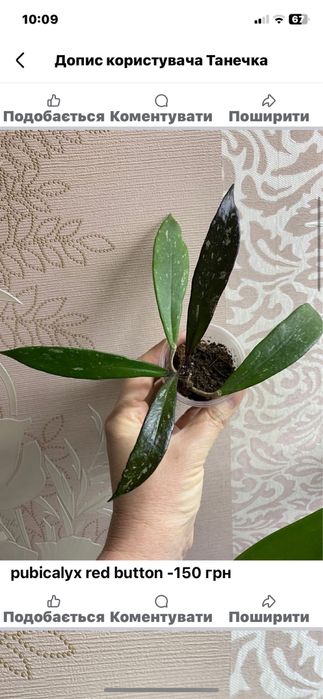 Хойї підрощені сорта різні