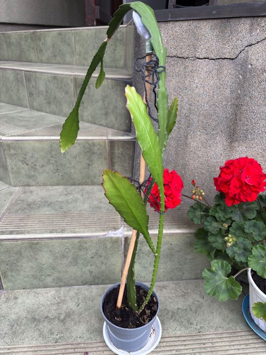 Grudnik czerwony kaktus Bożego Narodzenia Epiphyllum Ackermanii