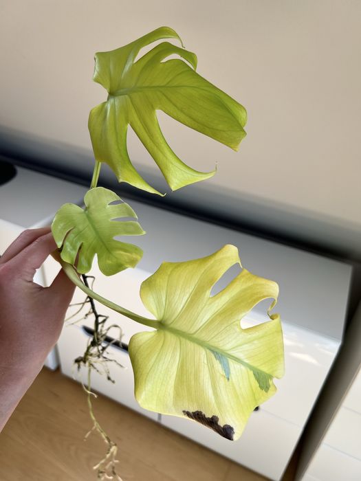 Monstera Lemon Lime