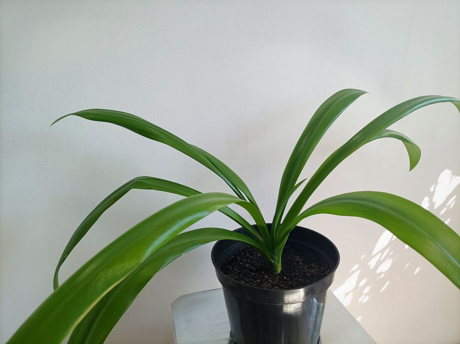 Гіменокаліс та Кринум, лілії азіатські кімнатні