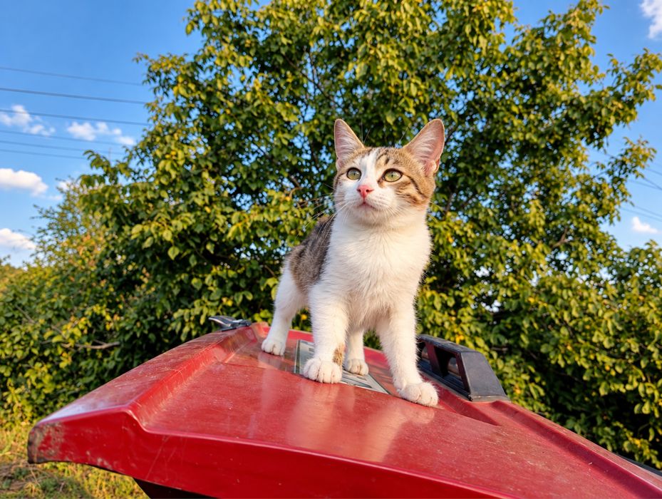 Котята, котики, коты