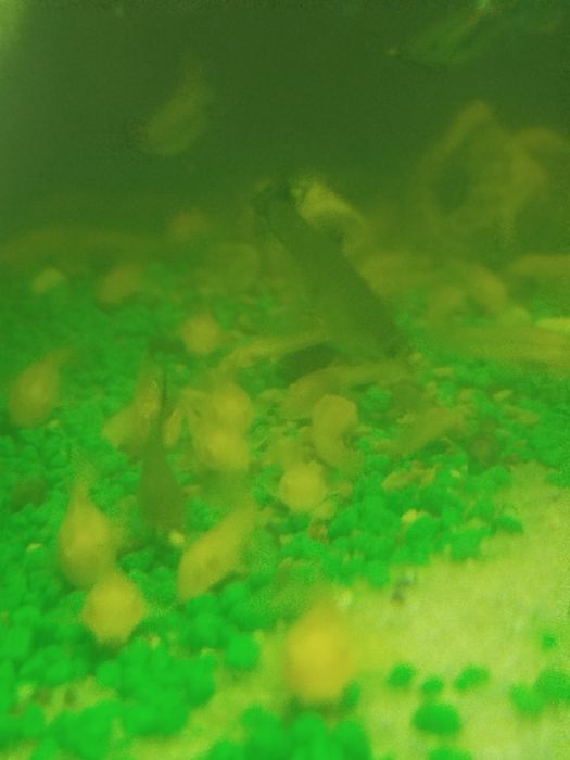 Ancistrus albinos 2.00