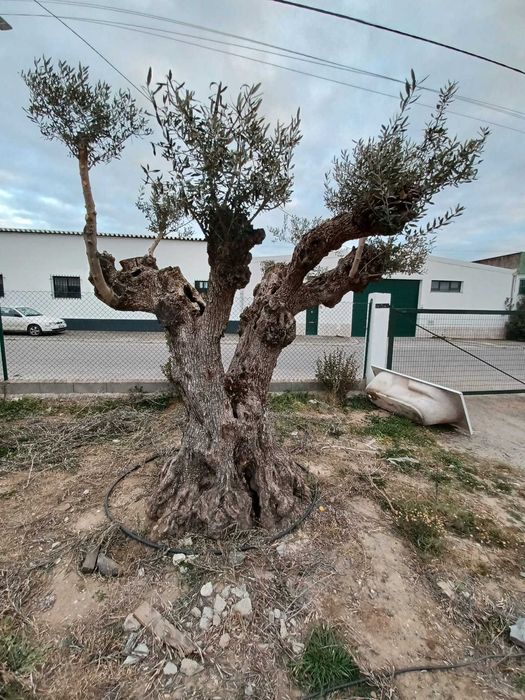 Oliveira Centenária Bonsai »»» must-have for landscape architecture!