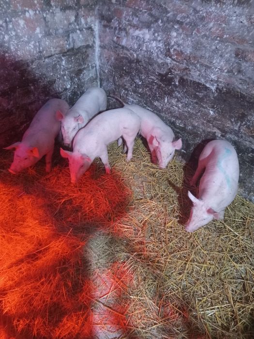 Продам малих поросят 1,5 місячні