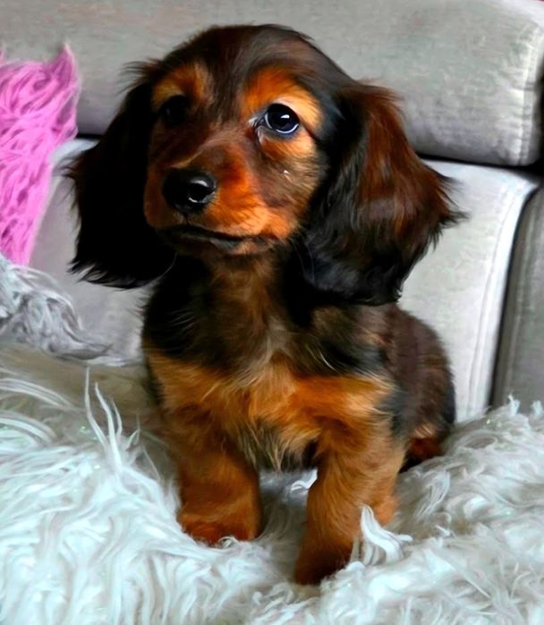 Jamnik króliczy mini FCI ZkwP