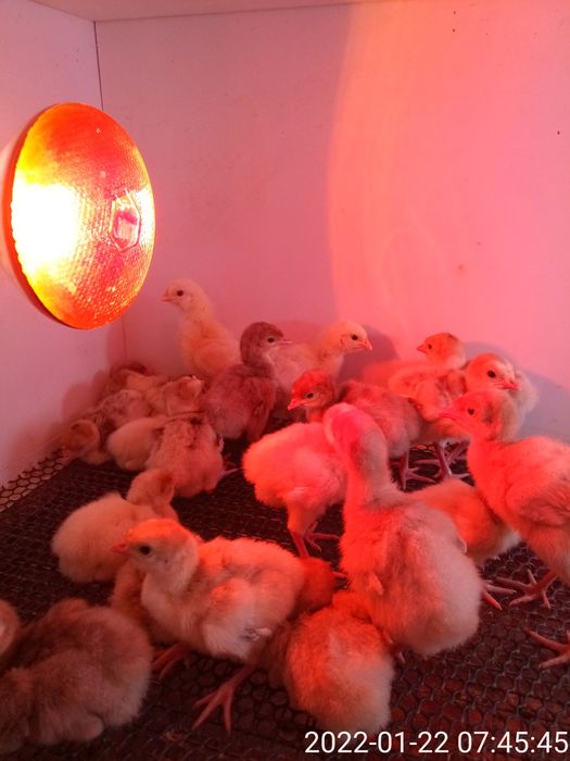 Суточные породистые индюшата.В наличии .