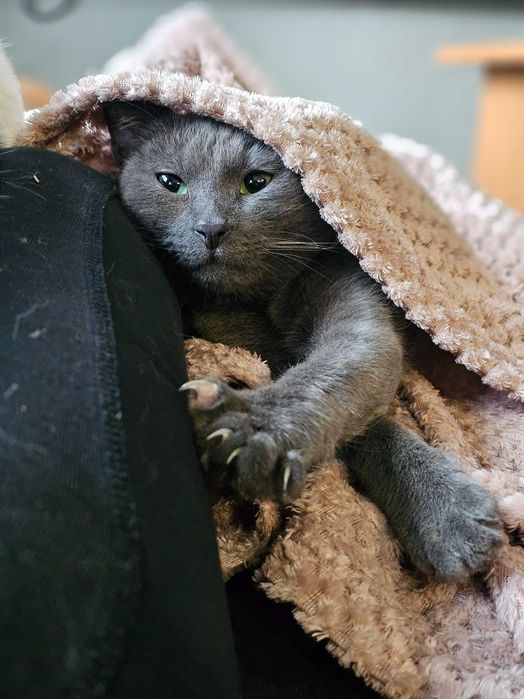 Do odpowiedzialnej adopcji cudowna kotka