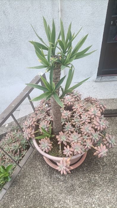 Planta Fiteiro em vaso