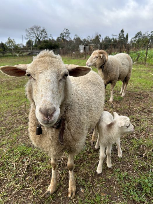 Vendo ou troco carneiro com um ano e meio.