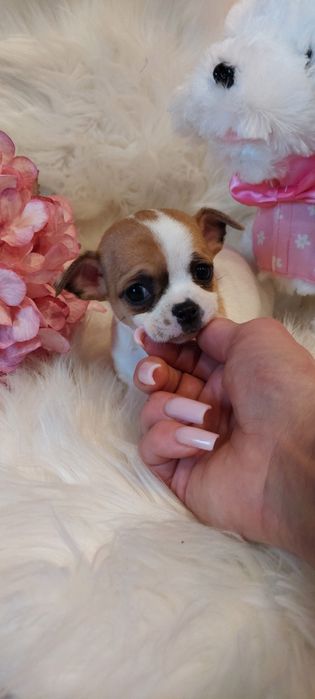 ZAREZERWOWANA !! Malutka sunia Chihuahua