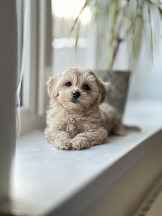 Мальтіпу. Цуценята кукольні Мальтипу вибір гарних цуценят. Шикарні