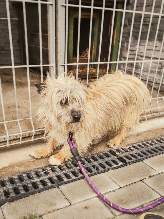 Rafi - do adopcji po śmierci właściciela, nieufny