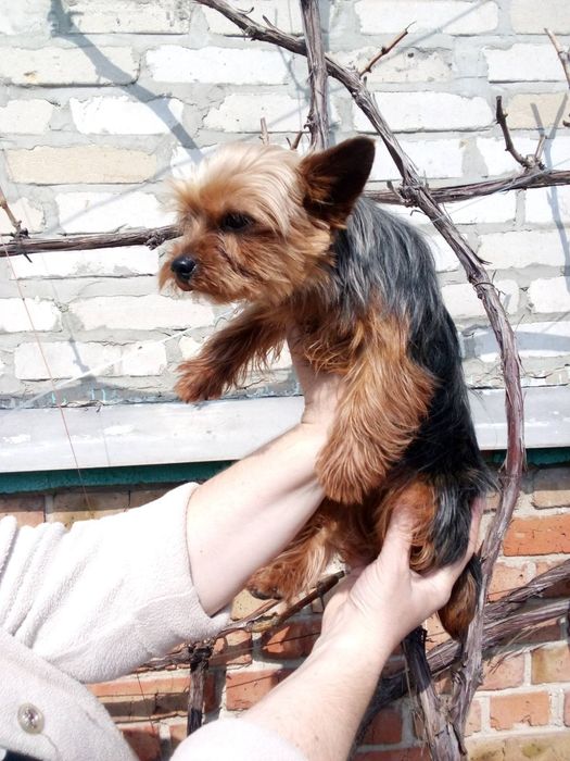 Вязка мини йорчик.